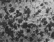 eutectic cells