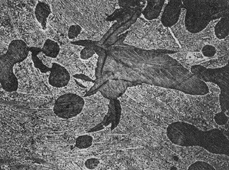 eutectic cells