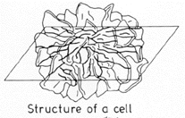 eutectic cells