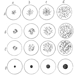 eutectic cells