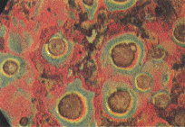 Fig.2 First color etch of nodular cast iron