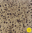 Photo 2 Micro-structure of ferritic nodular cast iron as revealed by nital etchant