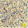 Photo 3 micro-structure of ferritic nodular cast iron revealed by color etchant