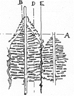 Fig.24 structure of primary carbides